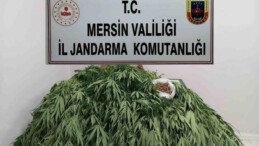 Mersin’de 341 kök kenevir ele geçirildi